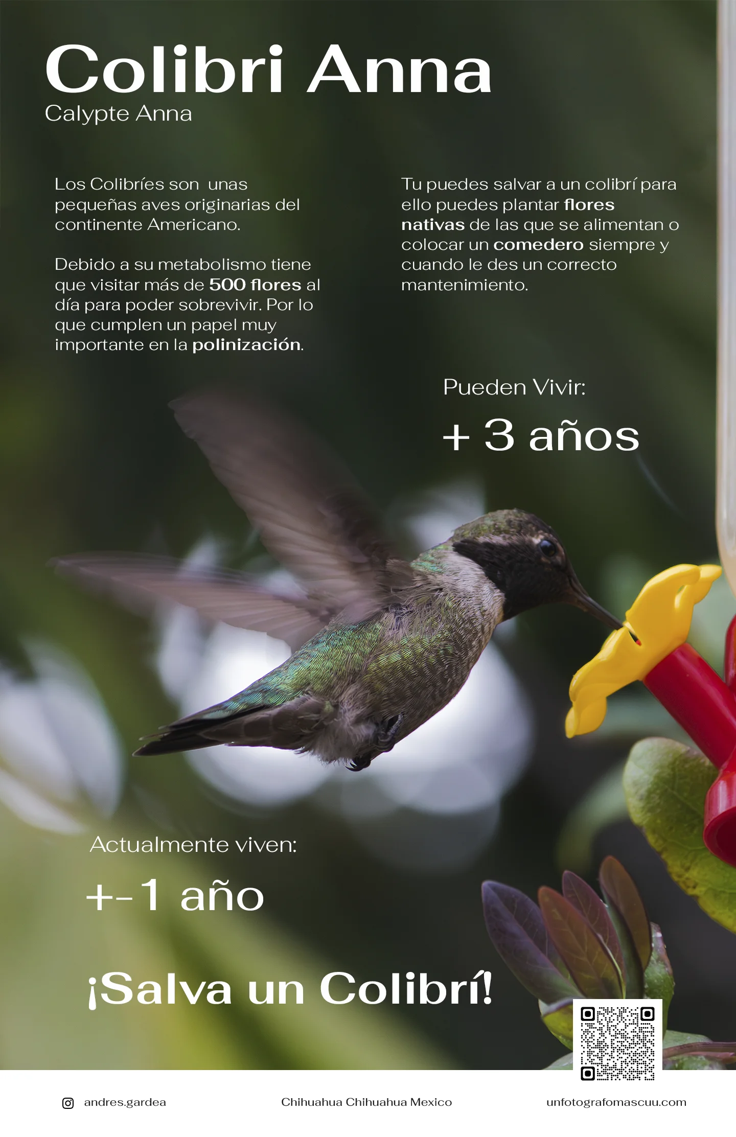 Cartel acerca del cuidado de los Colibríes con la fotografía de un Colibrí Anna.